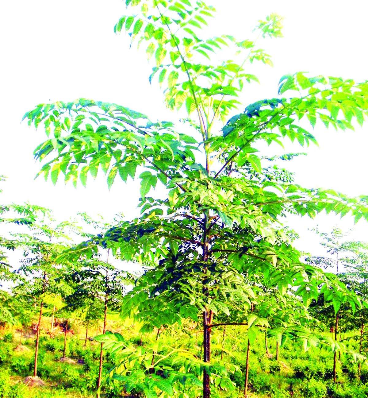 Malabar Neem